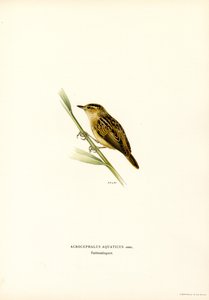 Aquatic Warbler (farge litho) av Magnus Ferdinand and Wilhelm von Wright