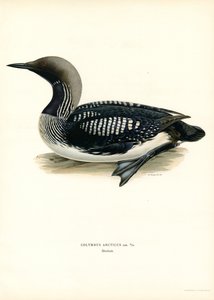 Arctic Loon (farge litho) av Magnus Ferdinand and Wilhelm von Wright