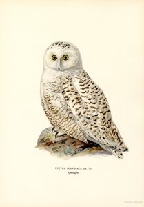 Arctic Owl (farge litho) av Magnus Ferdinand and Wilhelm von Wright