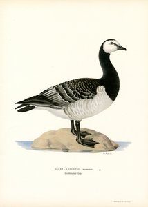 Barnacle Goose (farge litho) av Magnus Ferdinand and Wilhelm von Wright