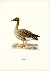 Bønnegås (farge litho) av Magnus Ferdinand and Wilhelm von Wright