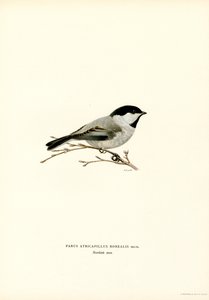 Black-capped Chickadee (farge litho)