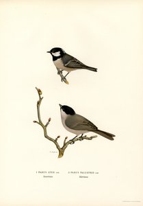 Svartmeisen (farge litho) av Magnus Ferdinand and Wilhelm von Wright