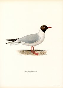 Svarthodemåke (farge litho) av Magnus Ferdinand and Wilhelm von Wright