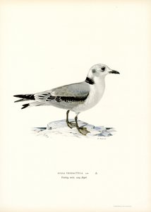 Svartbent krykkje (farge litho) av Magnus Ferdinand and Wilhelm von Wright