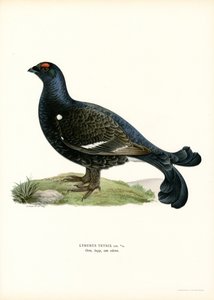 Rype (farge litho) av Magnus Ferdinand and Wilhelm von Wright