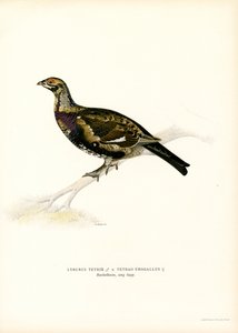 Rype x Western Capercaillie (farge litho) av Magnus Ferdinand and Wilhelm von Wright