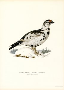 Rype x Willow Ptarmigan (farge litho) av Magnus Ferdinand and Wilhelm von Wright