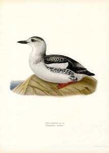 Svart lomvi (farge litho) av Magnus Ferdinand and Wilhelm von Wright