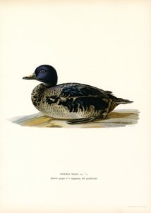 Black Scoter (farge litho) av Magnus Ferdinand and Wilhelm von Wright