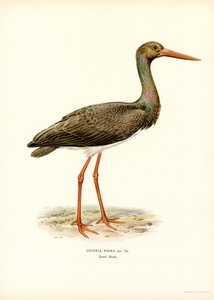 Black Stork (farge litho) av Magnus Ferdinand and Wilhelm von Wright