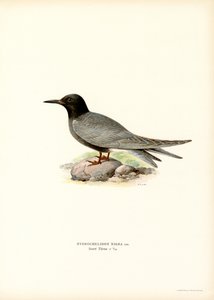Black Tern (farge litho) av Magnus Ferdinand and Wilhelm von Wright