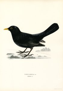 Blackbird (farge litho) av Magnus Ferdinand and Wilhelm von Wright