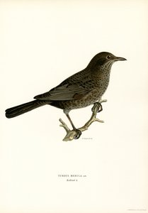 Blackbird (farge litho) av Magnus Ferdinand and Wilhelm von Wright