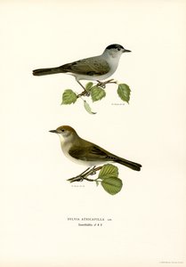 Blackcap (farge litho) av Magnus Ferdinand and Wilhelm von Wright