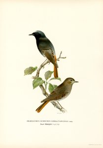Blackstart (farge litho) av Magnus Ferdinand and Wilhelm von Wright