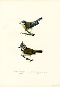 Blåmeis (farge litho) av Magnus Ferdinand and Wilhelm von Wright
