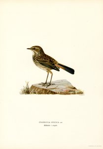 Blåstrupe (farge litho) av Magnus Ferdinand and Wilhelm von Wright
