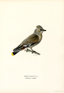 Bohemian Waxwing (fargedeler) av Magnus Ferdinand and Wilhelm von Wright