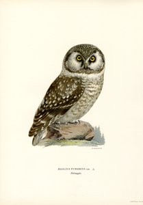 Boreal ugle (farge litho) av Magnus Ferdinand and Wilhelm von Wright