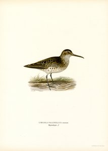 Brednebbsnebb (farge litho) av Magnus Ferdinand and Wilhelm von Wright