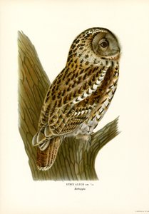 Brun ugle (farge litho) av Magnus Ferdinand and Wilhelm von Wright