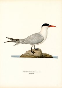 Kaspisk tern (farge litho) av Magnus Ferdinand and Wilhelm von Wright