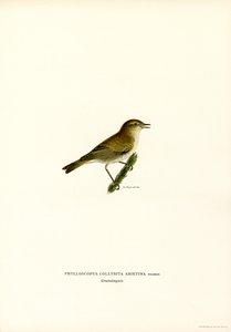 Chiffchaff (farge litho) av Magnus Ferdinand and Wilhelm von Wright