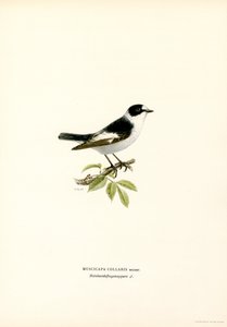 Kragefluesnapper (farge litho) av Magnus Ferdinand and Wilhelm von Wright
