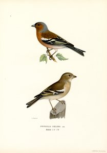 Vanlig bokfink (farge litho) av Magnus Ferdinand and Wilhelm von Wright