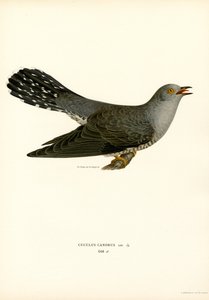Vanlig gjøk (farge litho) av Magnus Ferdinand and Wilhelm von Wright