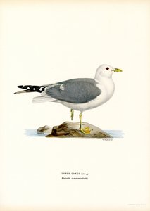 Vanlig måke (farge litho) av Magnus Ferdinand and Wilhelm von Wright
