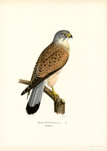 Vanlig tårnfalk (litho farge) av Magnus Ferdinand and Wilhelm von Wright