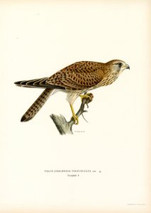 Vanlig tårnfalk (litho farge) av Magnus Ferdinand and Wilhelm von Wright