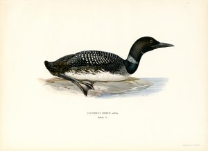 Vanlig lom (farge litho) av Magnus Ferdinand and Wilhelm von Wright