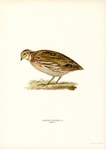 Vanlig vaktel (farge litho) av Magnus Ferdinand and Wilhelm von Wright