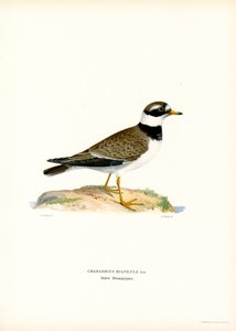 Hjelme (farge litho) av Magnus Ferdinand and Wilhelm von Wright