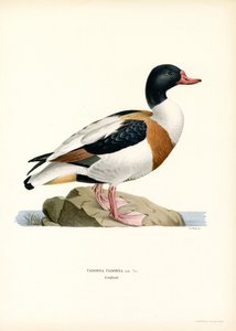 Vanlig Shelduck (farge litho) av Magnus Ferdinand and Wilhelm von Wright