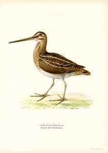 Snipe (farge litho) av Magnus Ferdinand and Wilhelm von Wright