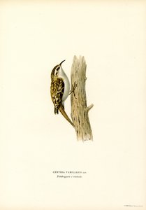 Vanlig Treecreeper (farge litho) av Magnus Ferdinand and Wilhelm von Wright