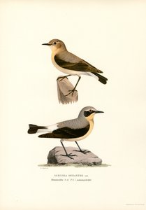 Vanlig hvete (farge litho) av Magnus Ferdinand and Wilhelm von Wright