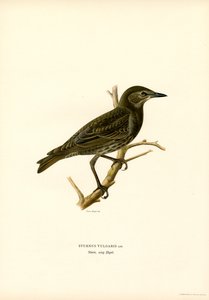 Vanlig stær (farge litho) av Magnus Ferdinand and Wilhelm von Wright