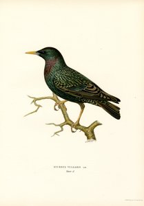 Vanlig stær (farge litho) av Magnus Ferdinand and Wilhelm von Wright