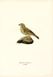 Maisspurv (farge litho) av Magnus Ferdinand and Wilhelm von Wright