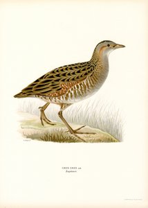 Corn Crake (farge litho) av Magnus Ferdinand and Wilhelm von Wright