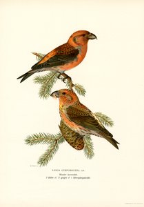 Korsnebb (farge litho) av Magnus Ferdinand and Wilhelm von Wright