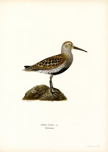 Dunlin (farge litho) av Magnus Ferdinand and Wilhelm von Wright