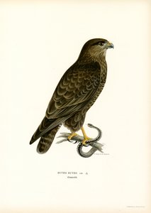 Eurasian Buzzard (farge litho) av Magnus Ferdinand and Wilhelm von Wright