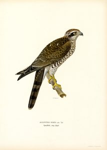 Sparrowhawk (farge litho) av Magnus Ferdinand and Wilhelm von Wright