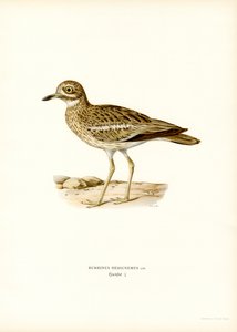 Eurasisk steinkrølle (farge litho) av Magnus Ferdinand and Wilhelm von Wright